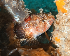 Scorpaena vesperalis