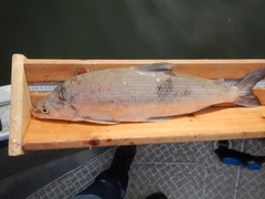 Coregonus clupeaformis