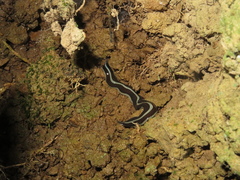Newzealandia