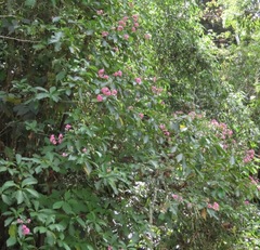 Macrocnemum roseum
