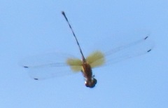 Macrothemis hemichlora