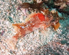 Scorpaena vesperalis
