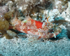 Scorpaena vesperalis