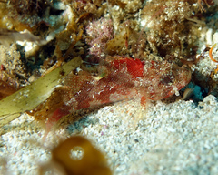 Scorpaena vesperalis