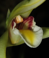 Maxillaria endresii