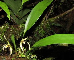 Maxillaria endresii