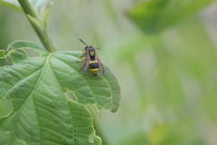 Ancistrocerus claripennis