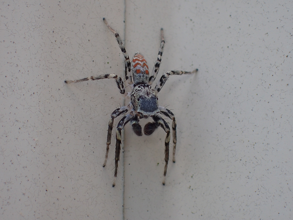 Dimorphic Jumping Spider from Little River Canyon National Preserve ...