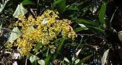 Oncidium nebulosum
