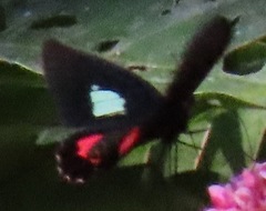 Parides anchises