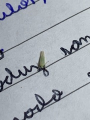 Cicadellidae