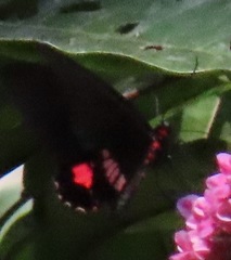 Parides anchises