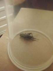 Gryllus rubens