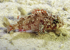 Scorpaena vesperalis