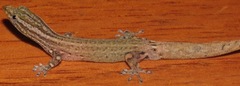 Sphaerodactylus graptolaemus