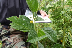 Pavonia sepium