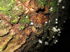 Cryptaranea atrihastula