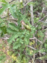 Distimake kentrocaulos