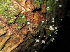 Cryptaranea atrihastula