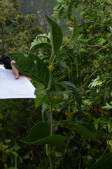 Pavonia sepium
