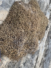 Petrophytum caespitosum