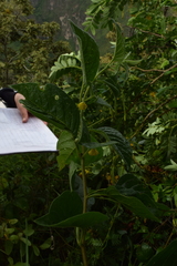 Pavonia sepium