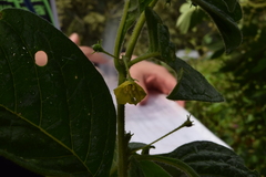 Pavonia sepium
