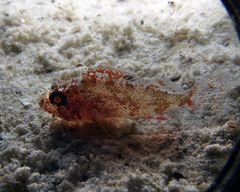 Scorpaena vesperalis