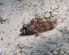 Scorpaena vesperalis