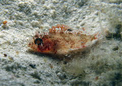 Scorpaena vesperalis