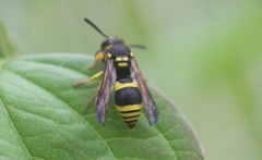 Ancistrocerus claripennis
