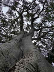 Ficus trigonata