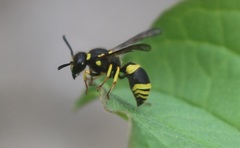 Ancistrocerus claripennis