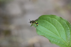 Ancistrocerus claripennis