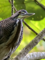 Tigrisoma