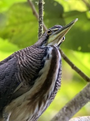 Tigrisoma