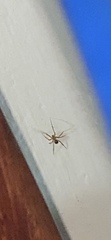 Nesticodes rufipes