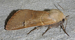 Cissusa valens