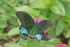 Papilio karna