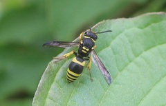 Ancistrocerus claripennis