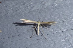 Pterophorus innotatalis