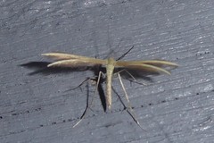 Pterophorus innotatalis