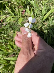 Raphanus sativus longipinnatus