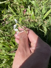 Raphanus sativus longipinnatus