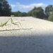 South African Mantis - Photo (c) okokokokmyinfatuatn, some rights reserved (CC BY-NC)