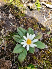 Knowltonia integrifolia