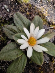 Knowltonia integrifolia