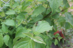 Ancistrocerus claripennis