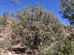 Cupressus revealiana