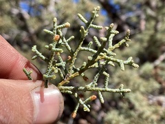 Cupressus revealiana